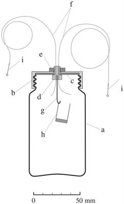 Ethylene Is Not Responsible for Phytochrome-Mediated Apical Hook Exaggeration in Tomato